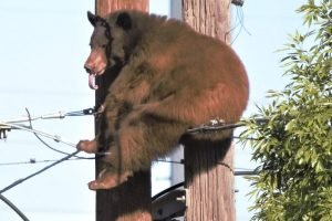 El Oso Taller Electrico