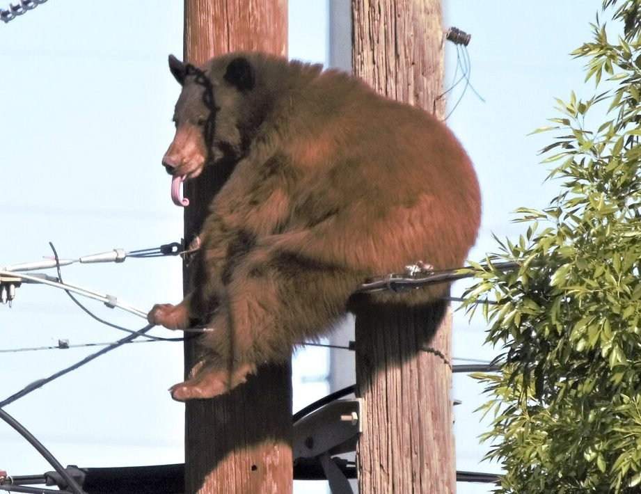 el oso taller electrico