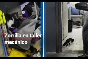Taller Mecánico Zorrilla